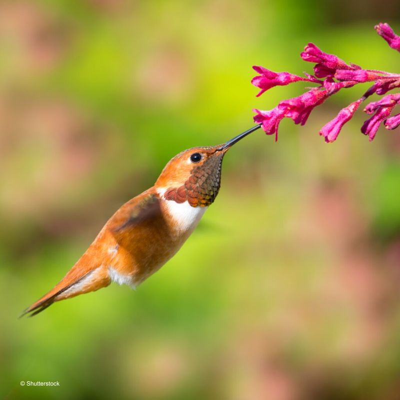 Hummingbirds: Aerial Acrobats
