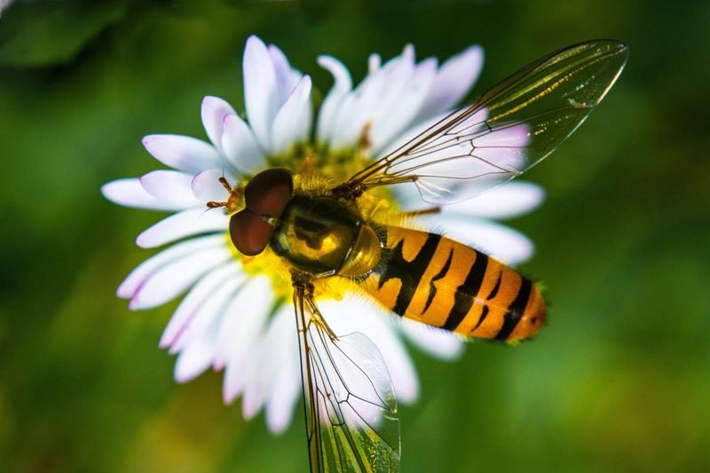 Hoverflies: Aphid-Eating Bee Mimics