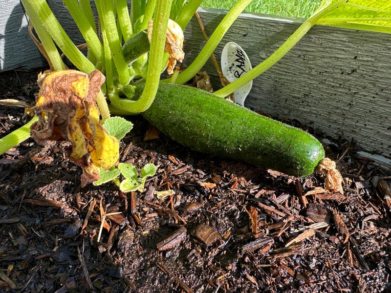 Abundant New Growth
