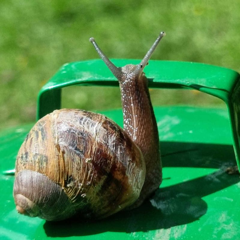 Pest Management Through Isolation