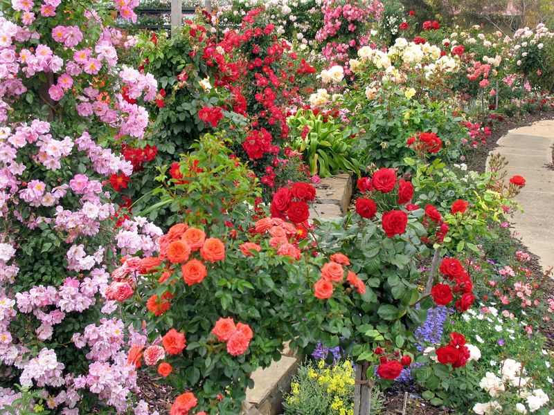Centers Of Large Garden Beds