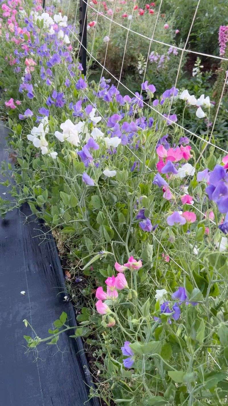 Raised Beds