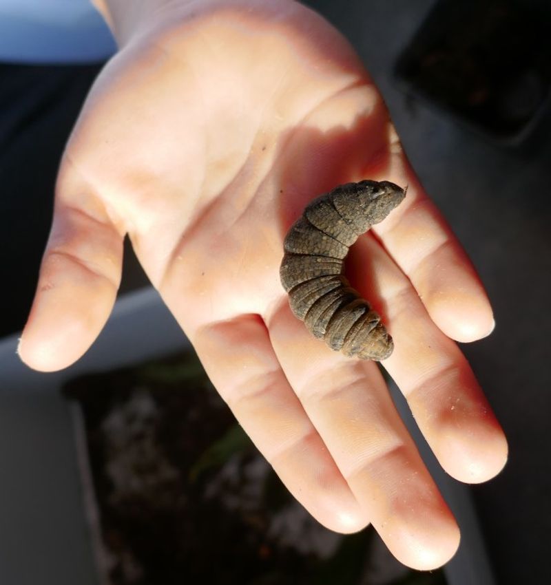 Elephant Hawk-Moth Caterpillar