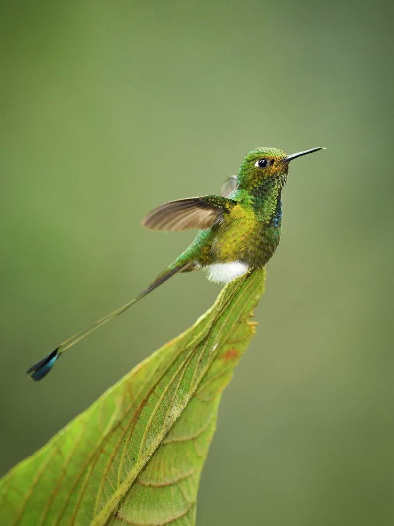 Hummingbirds