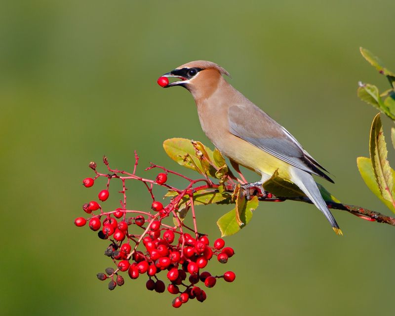 Cedar Waxwing