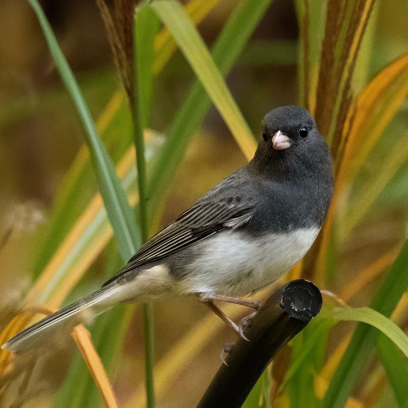 Dark-Eyed Junco