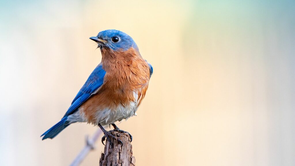 Eastern Bluebird