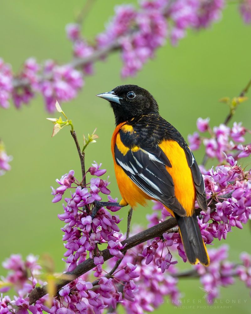 Baltimore Oriole