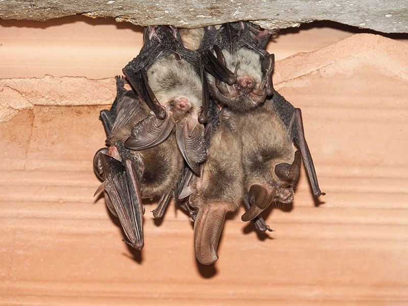 Bats