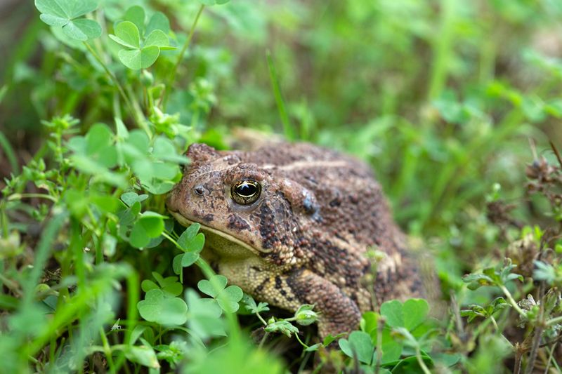 Garden Toad