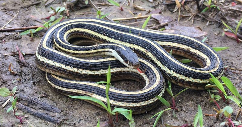 Ribbon Snake