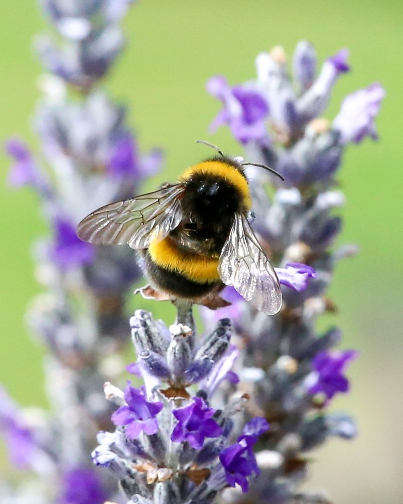 Bumblebee