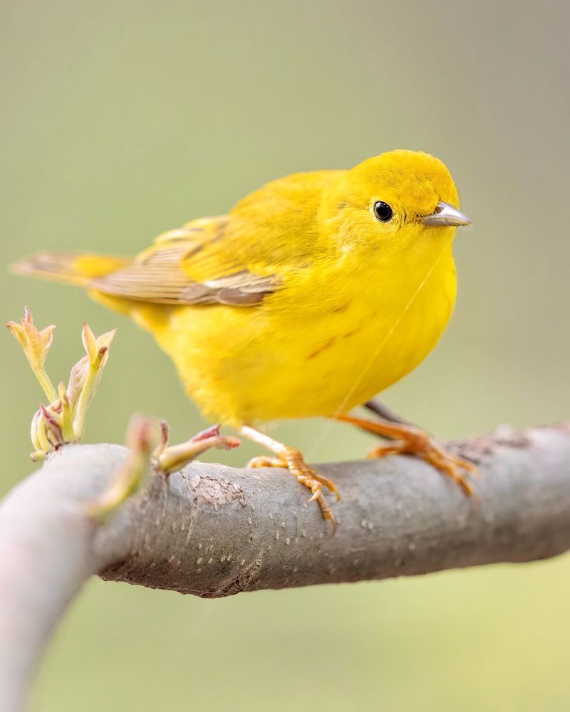 Yellow Warbler