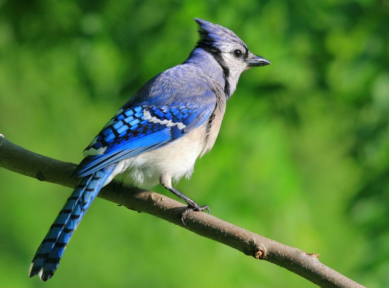 Blue Jays
