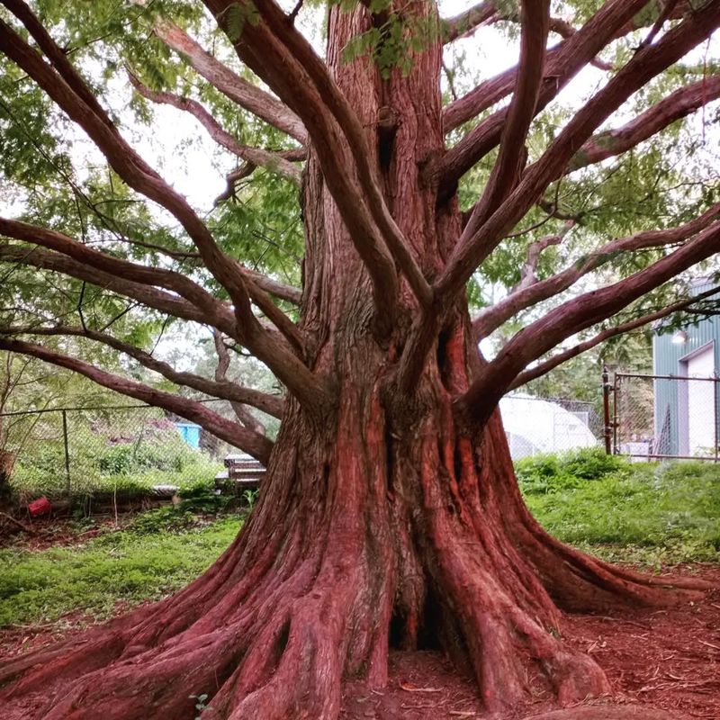 Dawn Redwood