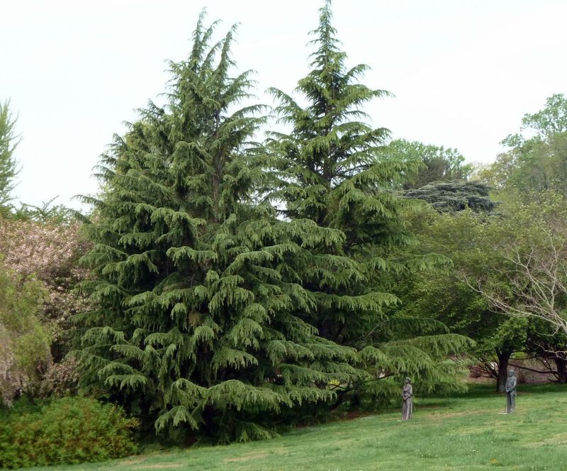 Deodar Cedar