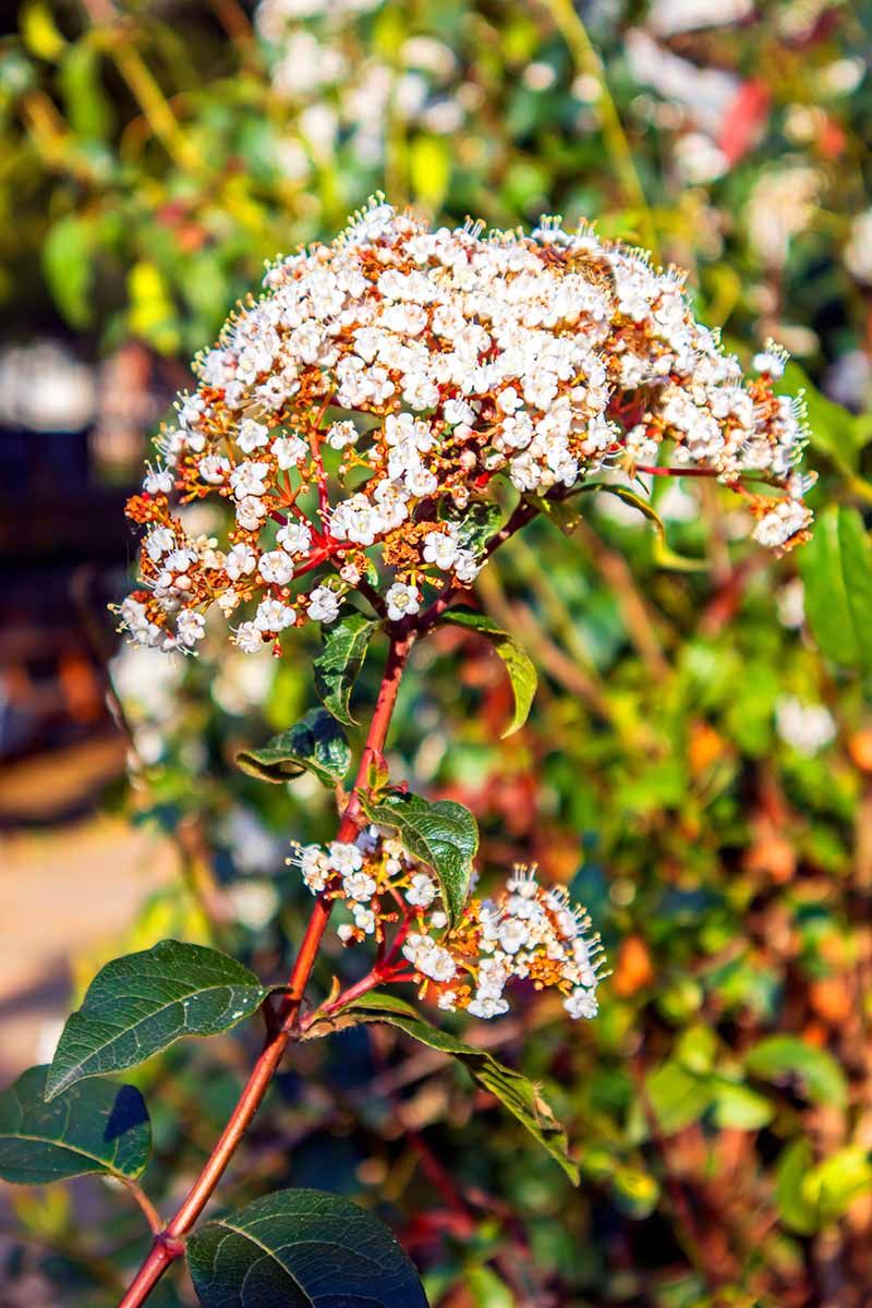 Cherry Laurel's Cyanide Connection