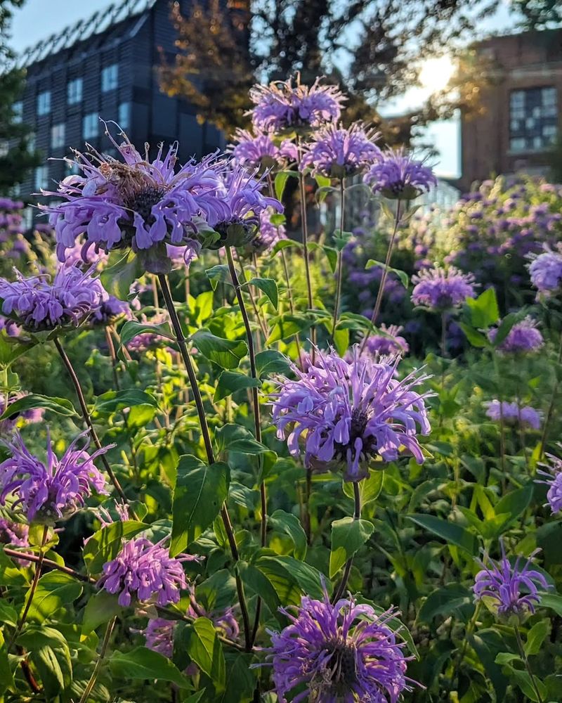 Wild Bergamot (Monarda fistulosa)