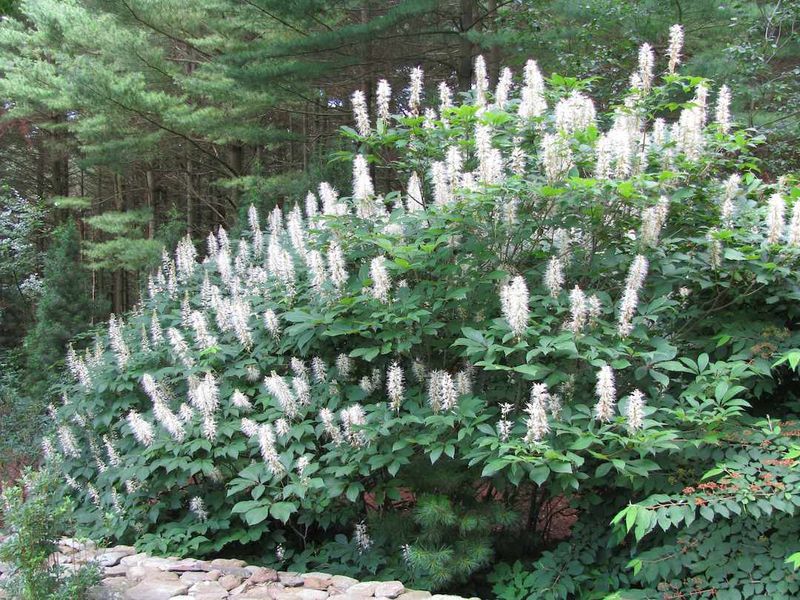 Bottlebrush Buckeye: Shade-Loving Showstopper