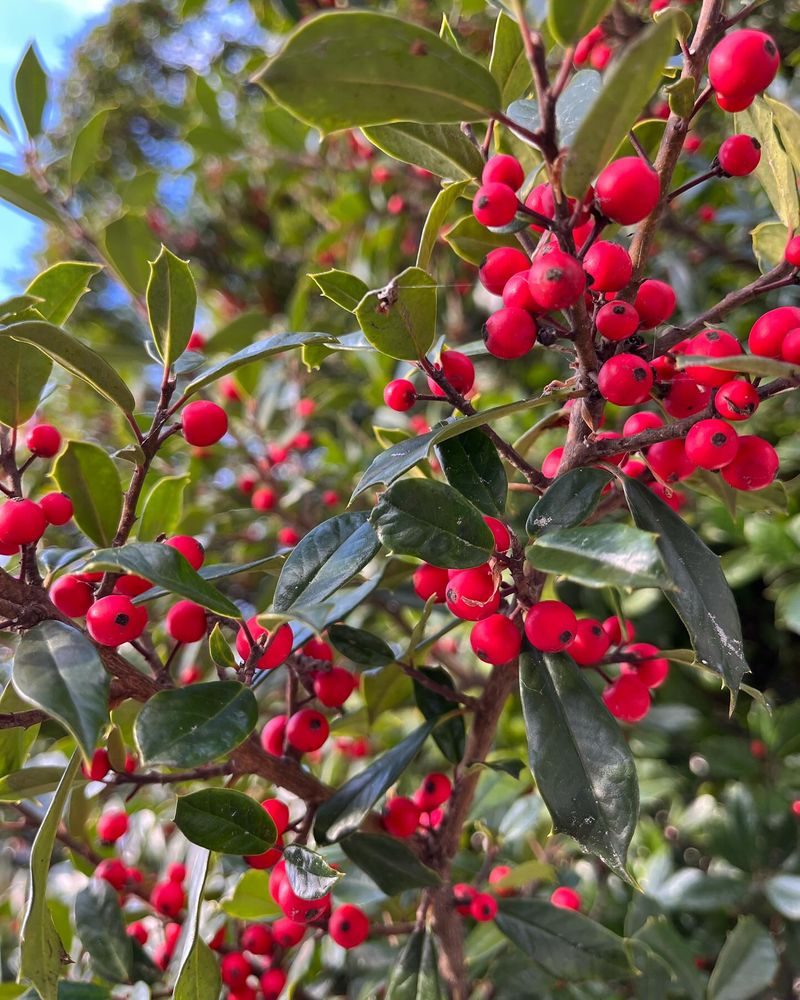 Holly