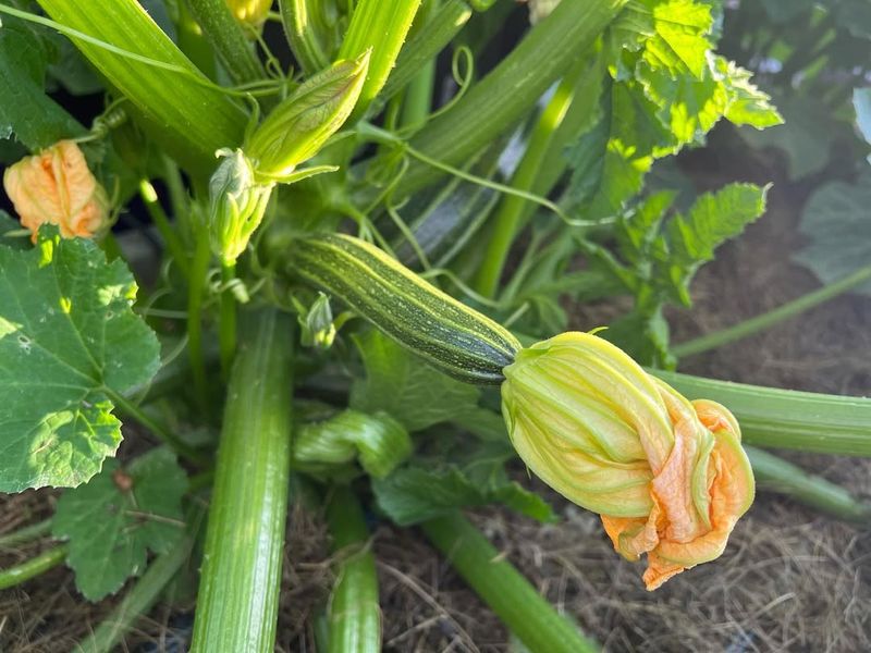 Days Since Flowering