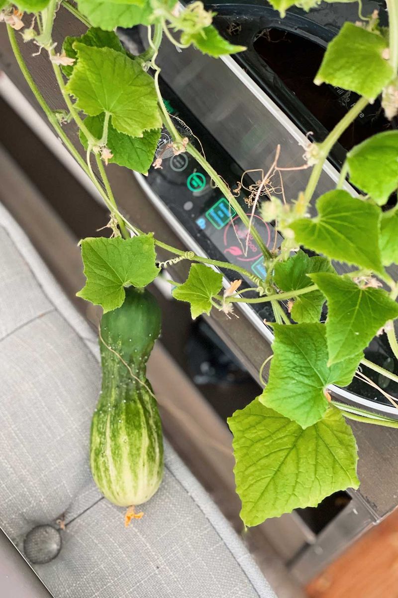No-Mess Seed Starting