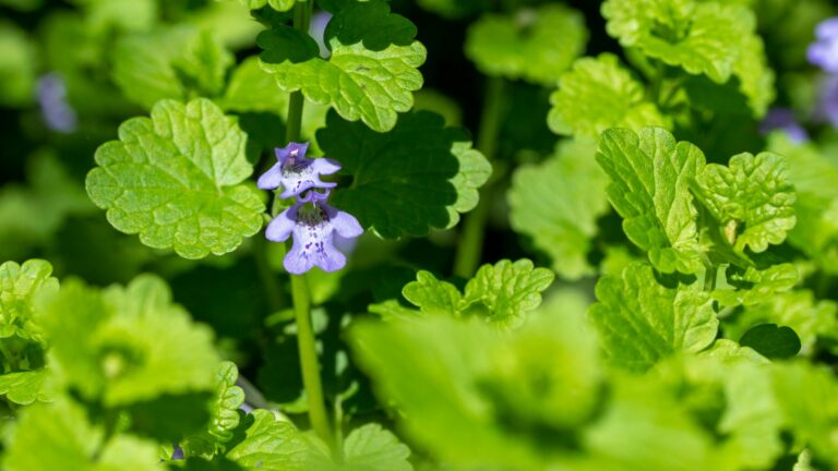 creeping charlie weed