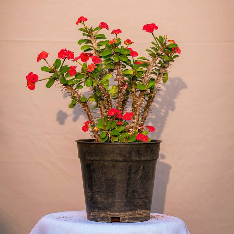 Crown Of Thorns (Euphorbia milii)