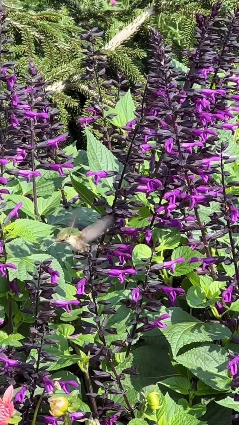 Salvia