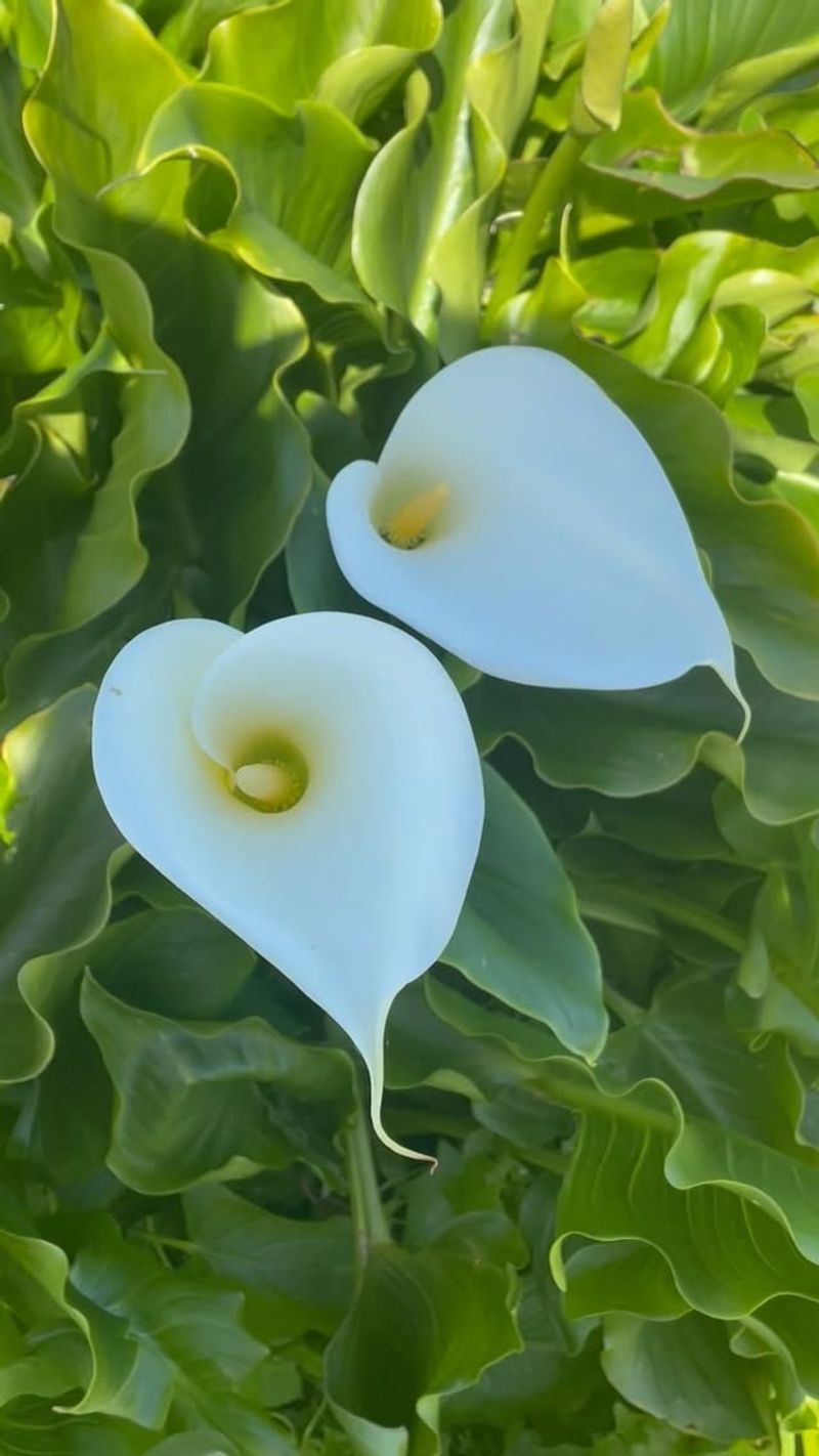 Lily: Sacred Purity