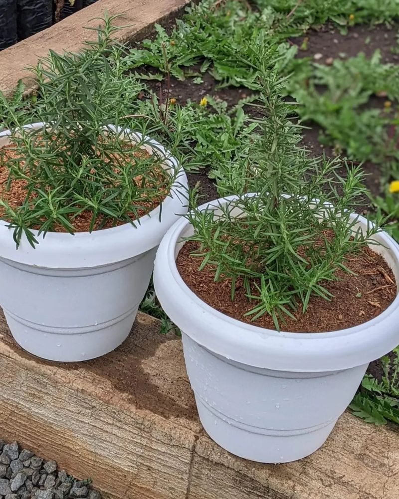 Rosemary