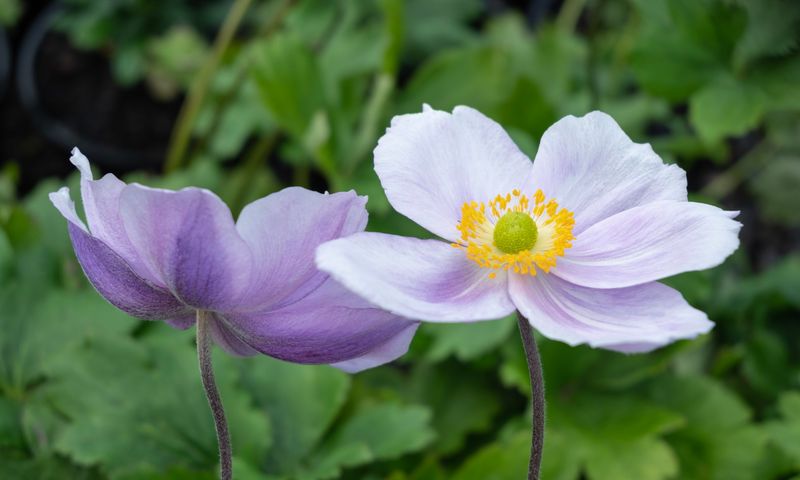 Moonwalker Anemone