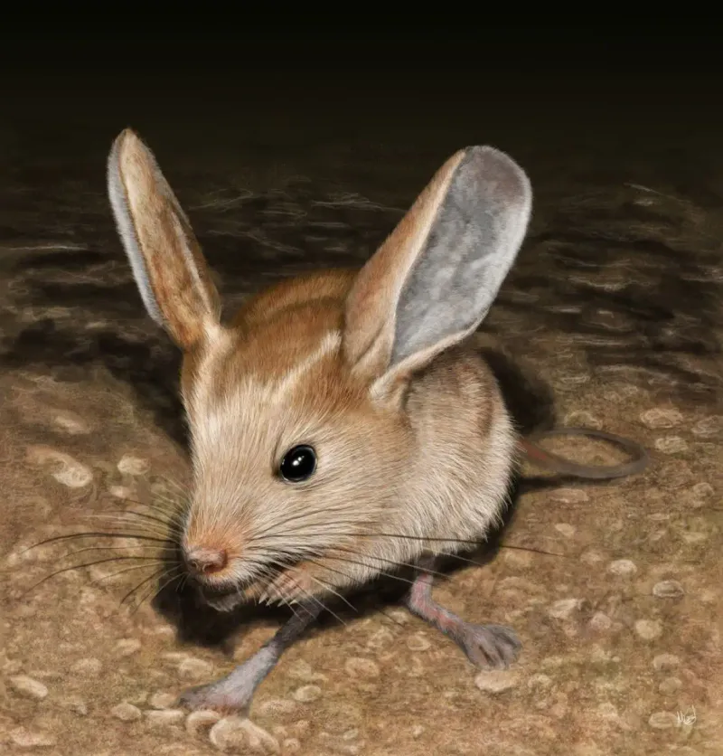 Russia's Long-Eared Jerboa: The Miniature Kangaroo Mouse