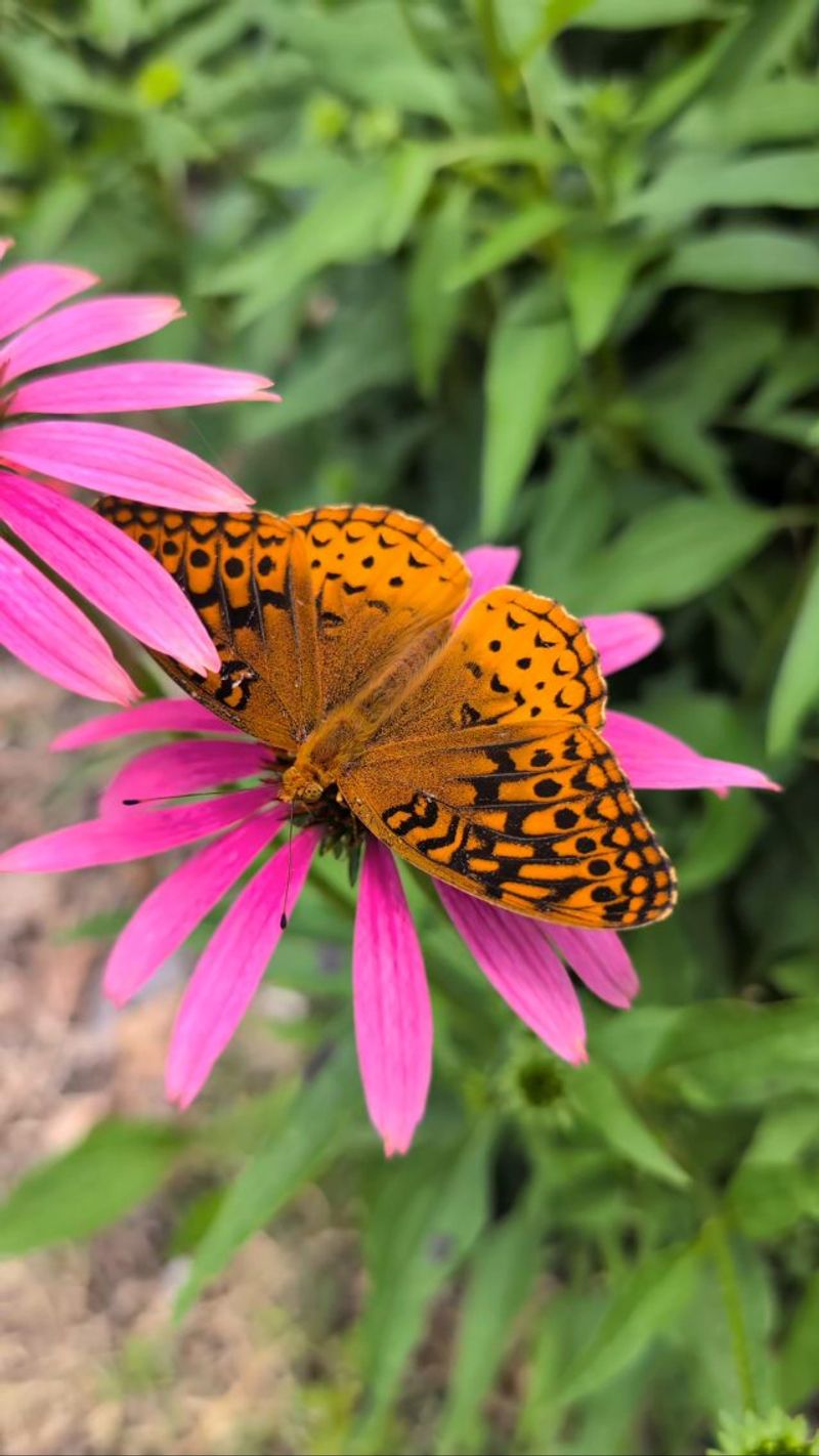 Create A Pollinator Buffet With Native Flowers