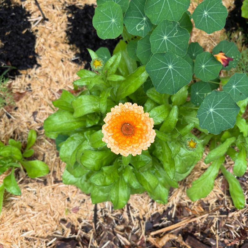 Pollinator Paradise