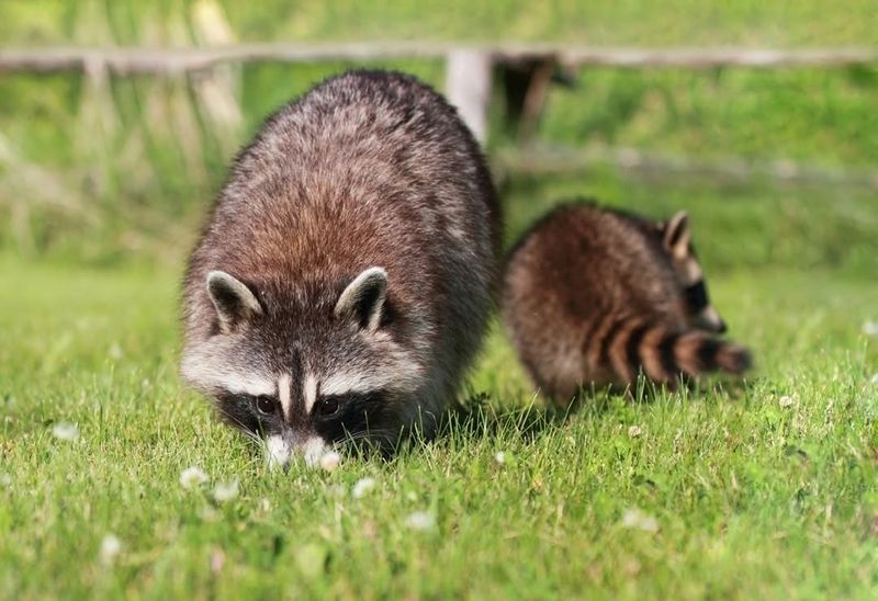 Rodent Population Management