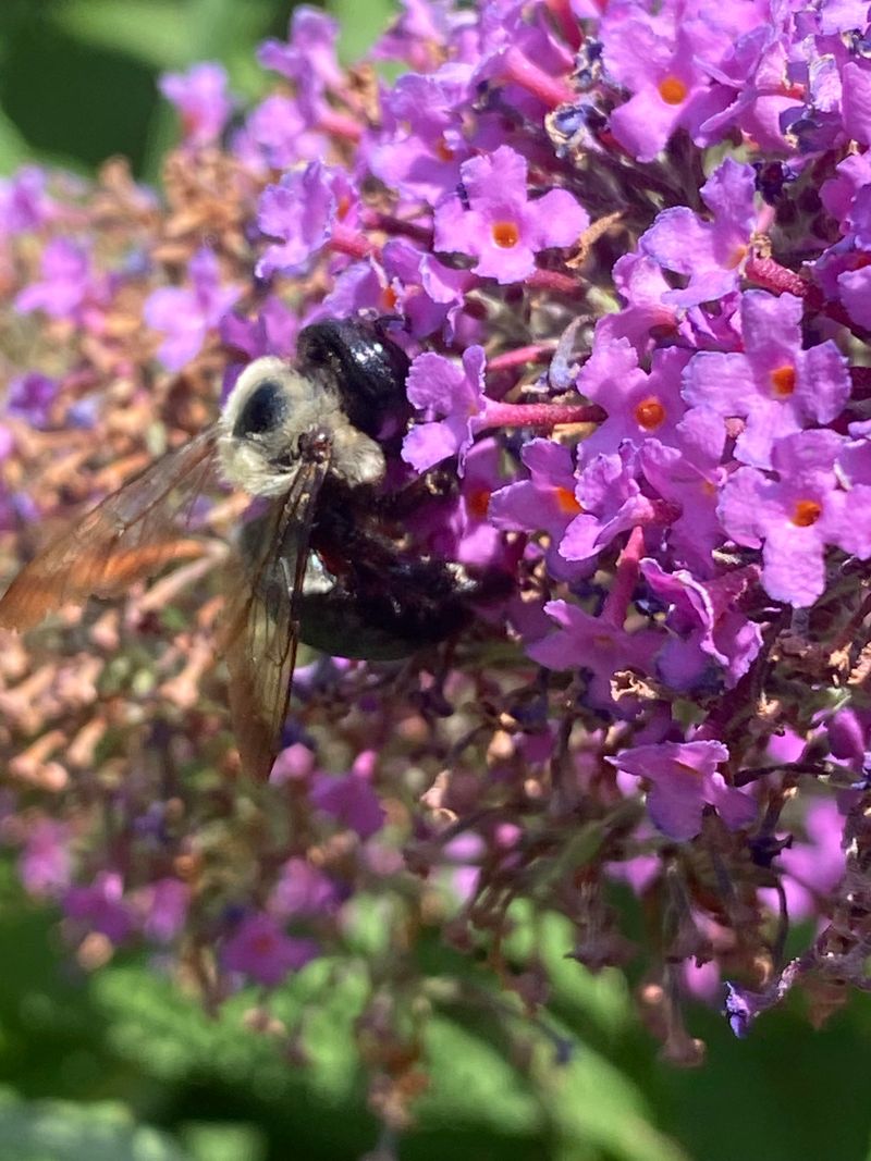 Native Plant Supporters