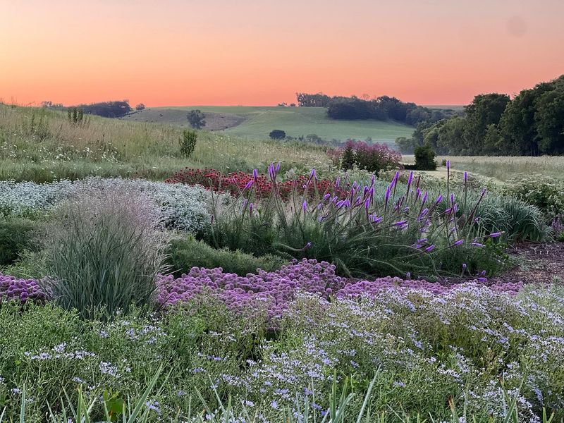 Effective: Meadow-Style Native Plantings