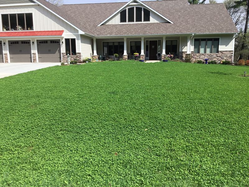 Effective: Clover or Microclover Lawns
