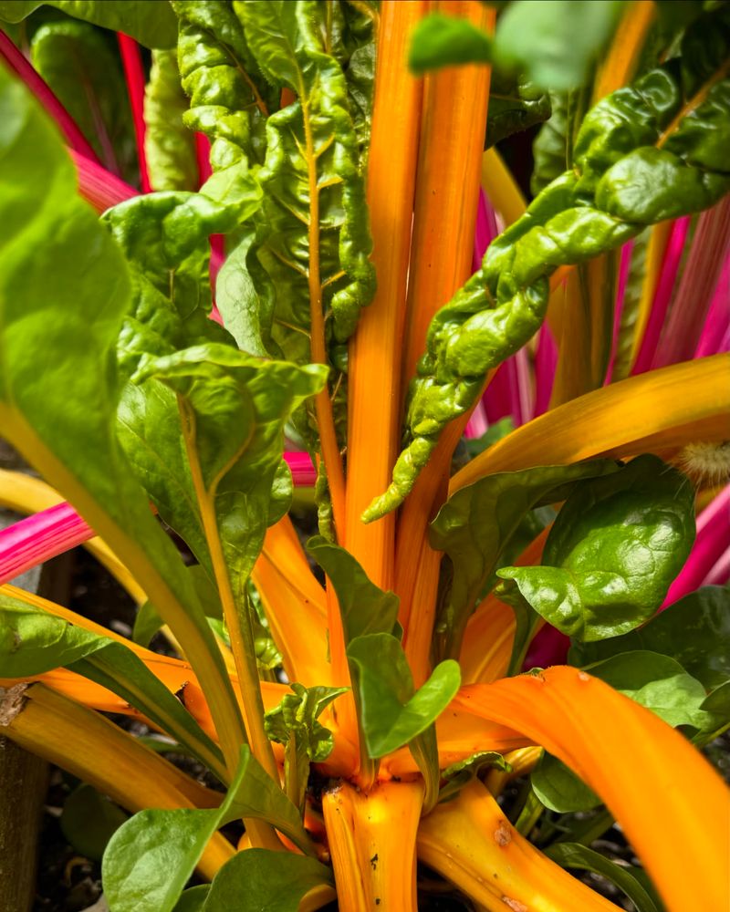 Swiss Chard