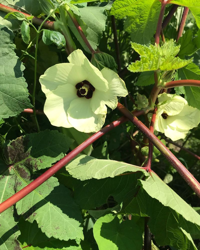 Okra