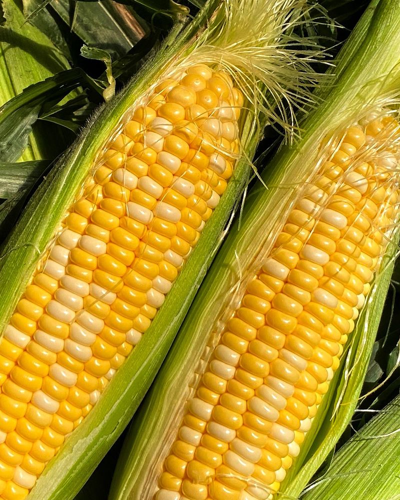 Sweet Corn