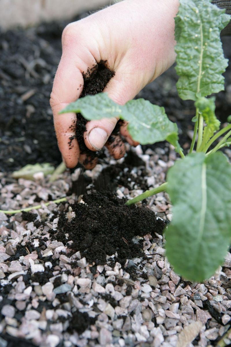 Coffee Grounds For Acid-Loving Plants