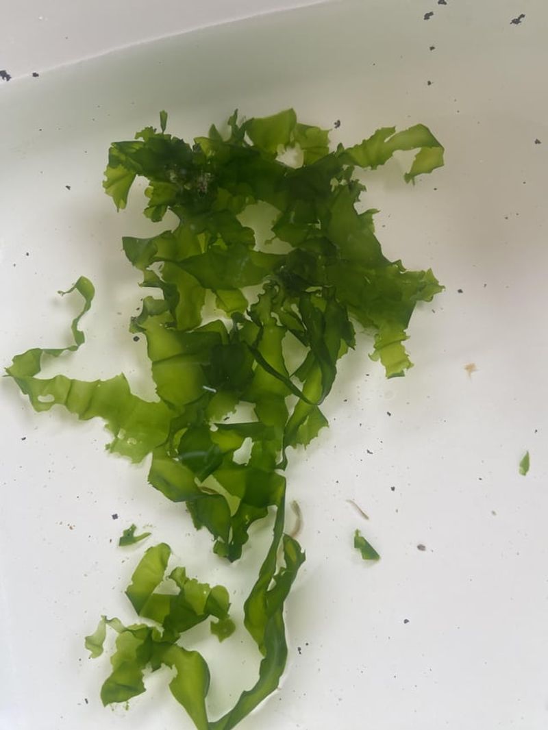 Seaweed