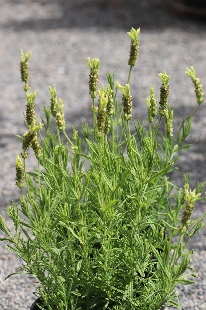 Yellow Lavender
