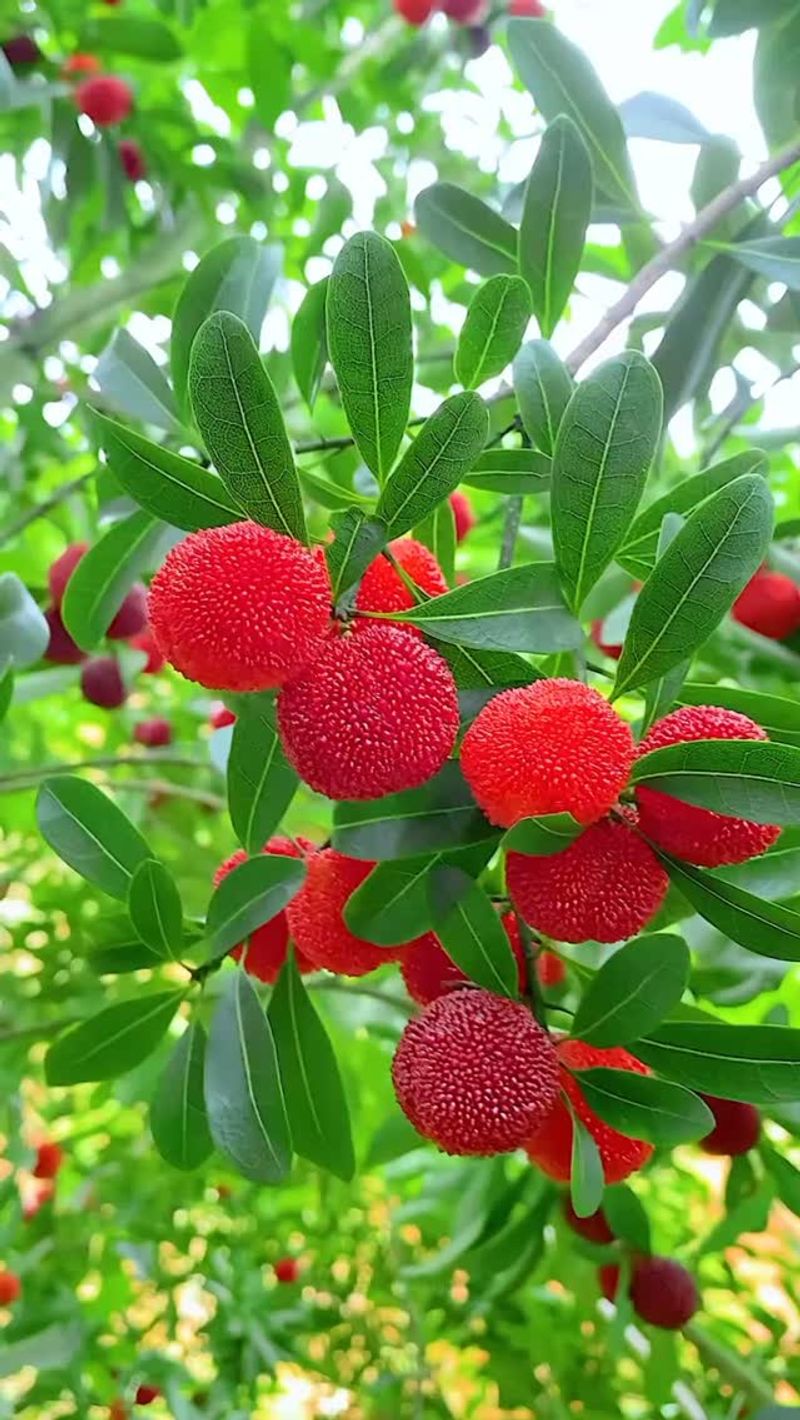 Bayberry