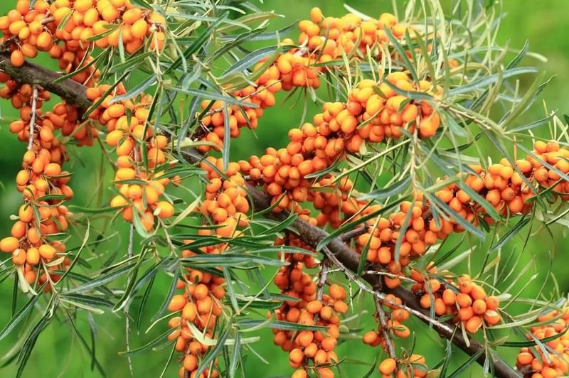 Sea Buckthorn
