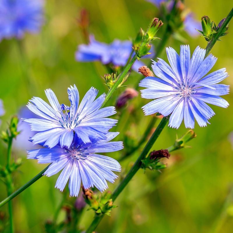 Chicory