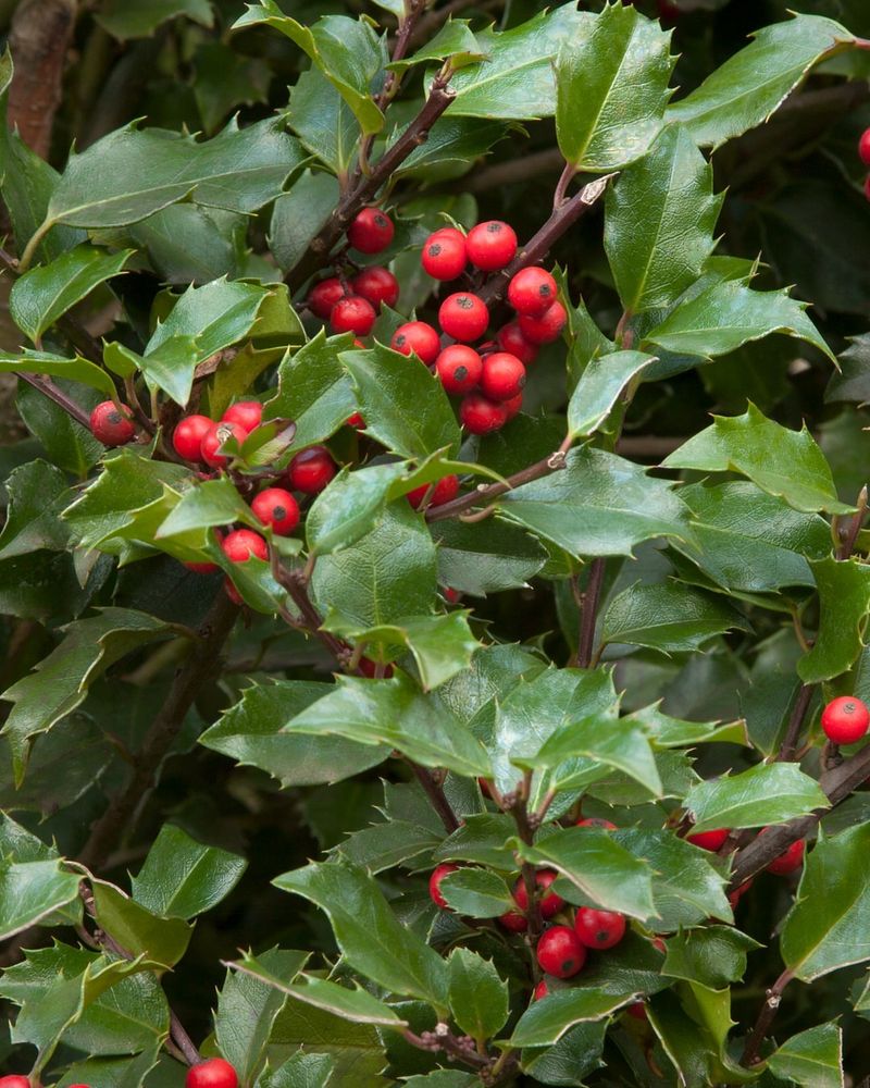 Holly