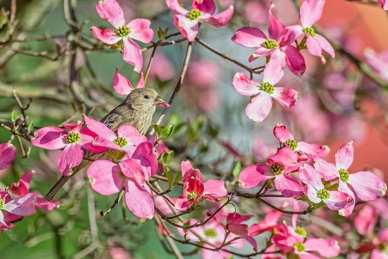 Dogwood (Cornus)
